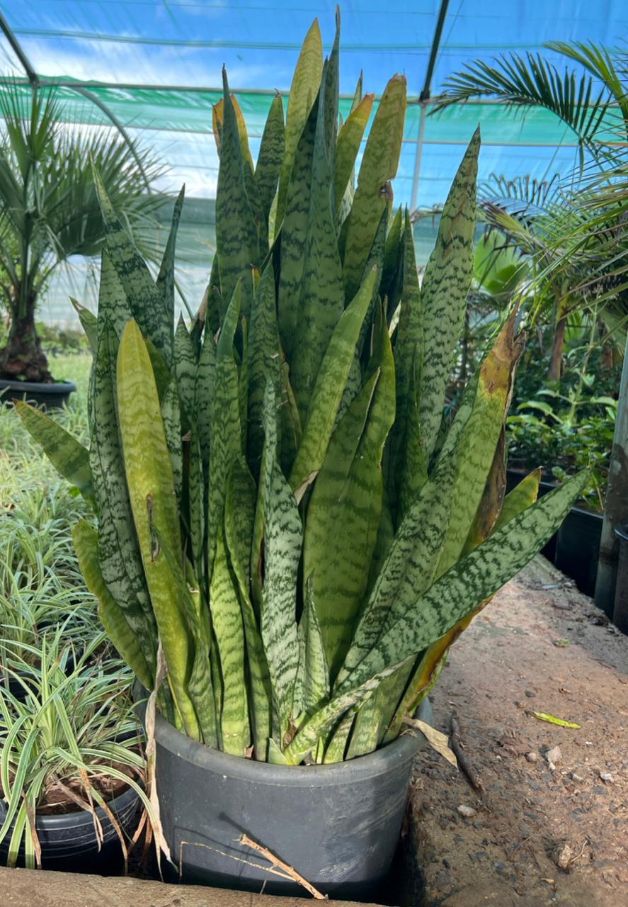 Sansevieria trifasciata - Vue principale